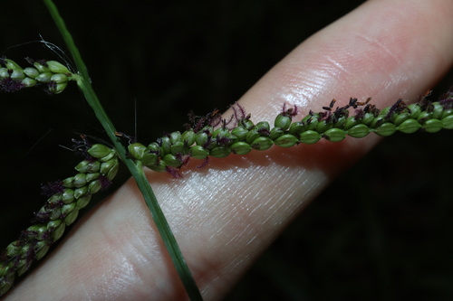 Image of Paspalum mandiocanum by (c) Thomas Mesaglio, some rights reserved (CC BY)