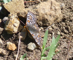 Euphydryas editha bayensis