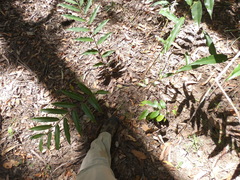 Alpinia arundelliana