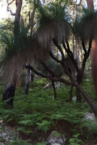 Image of Xanthorrhoea malacophylla by (c) Thomas Mesaglio, some rights reserved (CC BY)