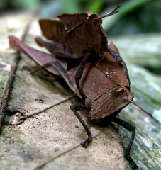 Colpolopha latipennis