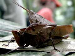 Colpolopha latipennis