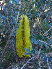 Banksia praemorsa