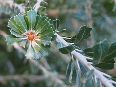 Banksia praemorsa