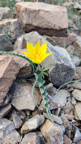 Image of Tulipa Altaica (Tulipa altaica) by (c) Svyatoslav Knyazev, some rights reserved (CC BY)