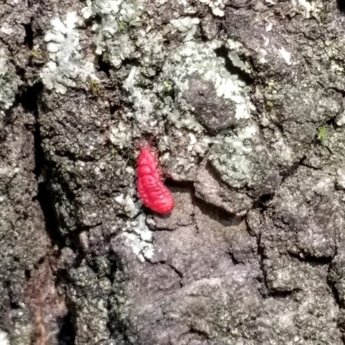 Kuwaniidae