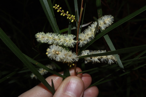 Image of Acacia longissima by (c) Thomas Mesaglio, some rights reserved (CC BY)