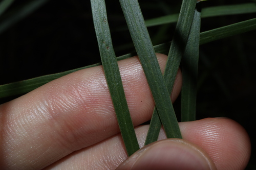 Image of Acacia longissima by (c) Thomas Mesaglio, some rights reserved (CC BY)