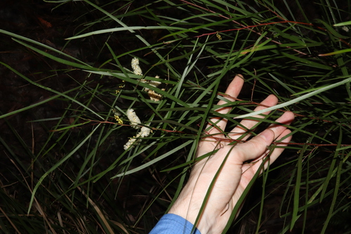 Image of Acacia longissima by (c) Thomas Mesaglio, some rights reserved (CC BY)