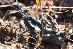 Dracotettix monstrosus