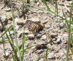 Euphydryas editha bayensis