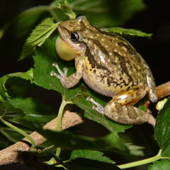 Scinax nasicus