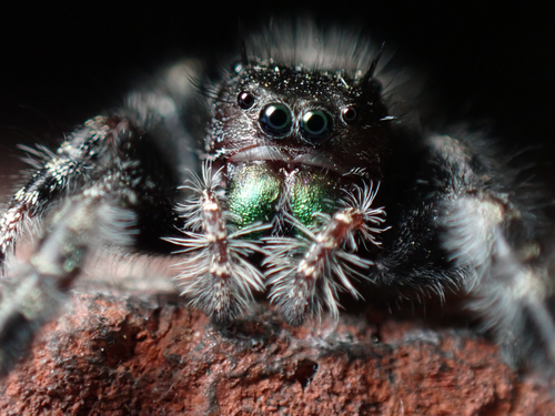 Bold Jumping Spider photographed in New York