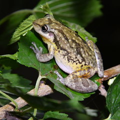 Scinax nasicus