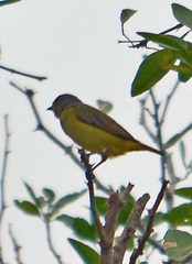Euphonia