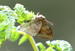 Euselasia thucydides