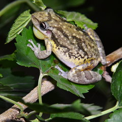 Scinax nasicus