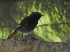 Phoenicurus ochruros