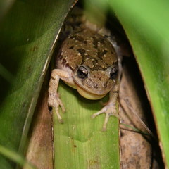 Scinax granulatus
