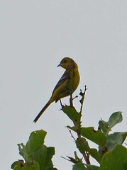 Icterus spurius