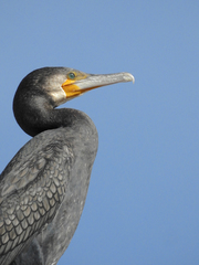 Phalacrocorax carbo