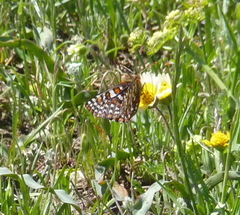 Euphydryas editha bayensis