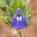 Salvia hispanica - Photo (c) Alex Abair, μερικά δικαιώματα διατηρούνται (CC BY-NC), uploaded by Alex Abair
