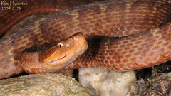 Gloydius ussuriensis