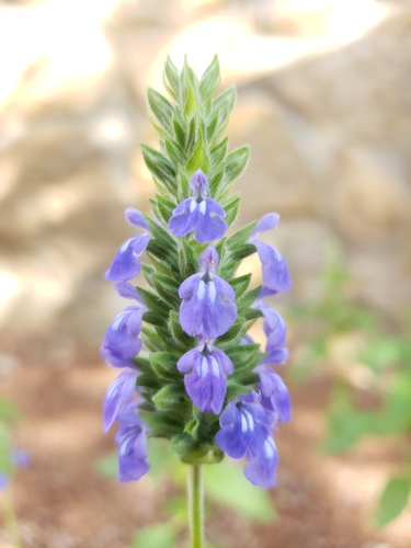 Salvia hispanica