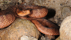 Gloydius ussuriensis