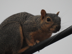 Sciurus niger