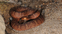 Gloydius ussuriensis