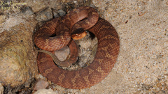 Gloydius ussuriensis