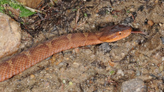 Gloydius ussuriensis