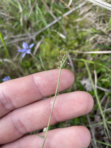 small-leaved witchgrass (Dichanthelium ensifolium)
