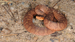 Gloydius ussuriensis