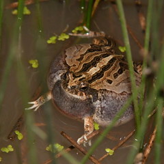 Physalaemus biligonigerus