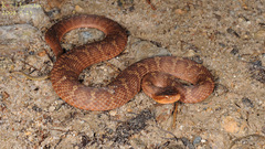 Gloydius ussuriensis