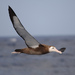 Albatros de Las Antípodas - Photo (c) Tony Palliser, algunos derechos reservados (CC BY-NC), subido por Tony Palliser
