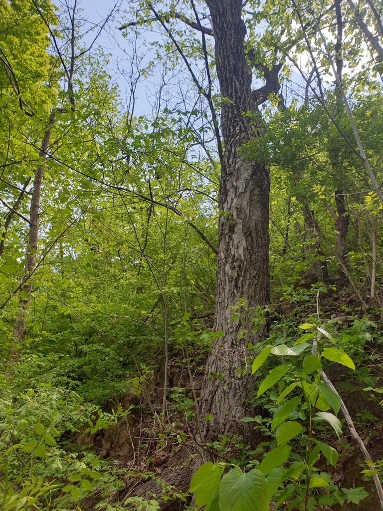 Butternut (Juglans cinerea)