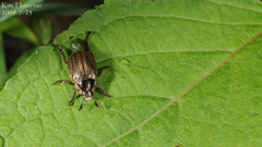 Exomala pallidipennis