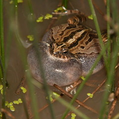 Physalaemus biligonigerus