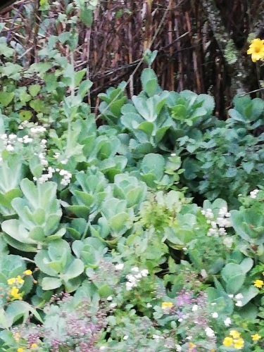 Kalanchoe marmorata