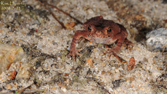 Bufo stejnegeri