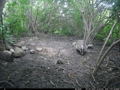 American Badger photographed in Illinois