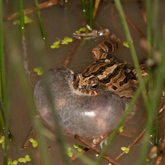 Physalaemus biligonigerus