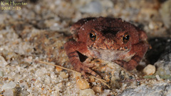 Bufo stejnegeri