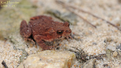 Bufo stejnegeri