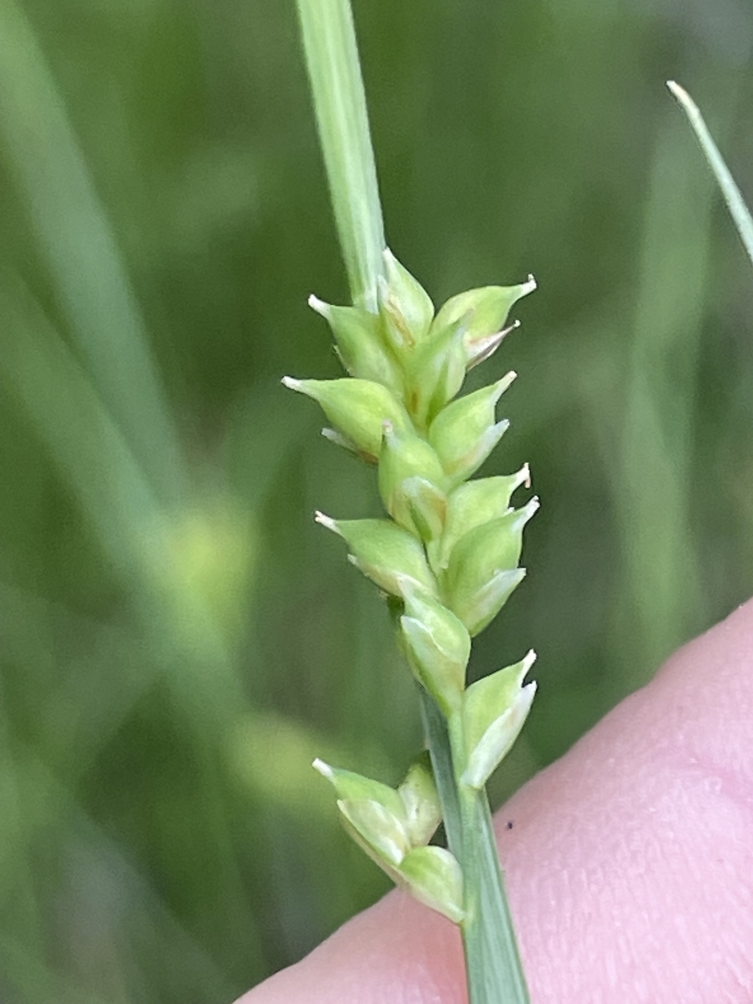 Carex styloflexa