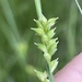 Carex styloflexa - Photo Sem direitos reservados, uploaded by John Kees